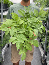 Load image into Gallery viewer, Aruncus dioicus
