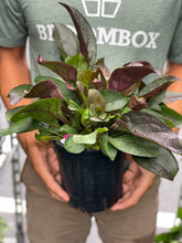 Load image into Gallery viewer, Penstemon 'Dark Towers'
