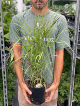 Load image into Gallery viewer, Panicum 'Shenandoah' (Switch Grass)
