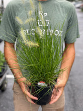 Load image into Gallery viewer, Pennisetum &#39;Hameln&#39; (Dwarf Fountain Grass)
