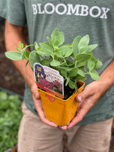 Load image into Gallery viewer, Sedum &#39;Neon&#39;
