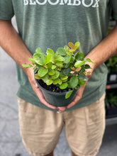 Load image into Gallery viewer, Gaultheria 'Redwood'
