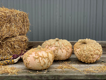 Load image into Gallery viewer, Pumpkin- Peanut
