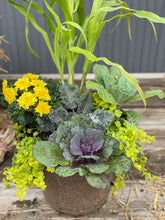 Load image into Gallery viewer, &#39;Colorful Cabbages&#39; Drop-in Planter
