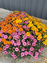 Load image into Gallery viewer, Tri-Color Mum Planter
