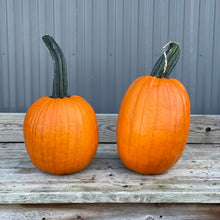 Load image into Gallery viewer, Carving Pumpkin- Extra Large
