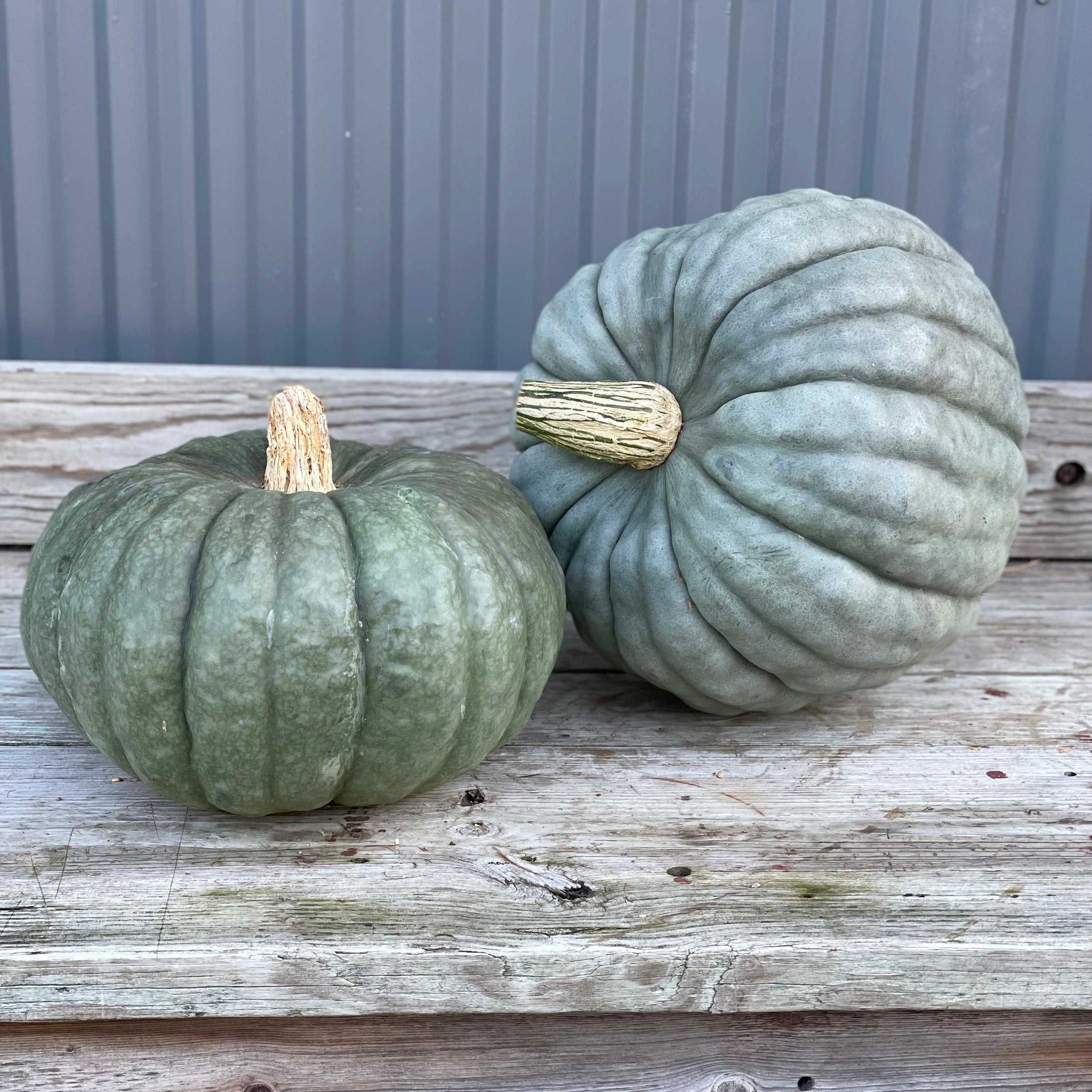 Pumpkin: Blue Bumps