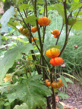 Load image into Gallery viewer, Ornamental Eggplant &#39;Pumpkin on a Stick&#39;
