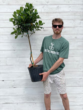 Load image into Gallery viewer, Gardenia Topiary Tree
