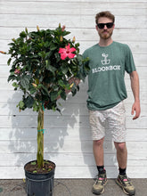 Load image into Gallery viewer, Tropical Hibiscus Tree (Jumbo)
