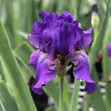 Load image into Gallery viewer, German Iris &#39;His Royal Highness&#39;
