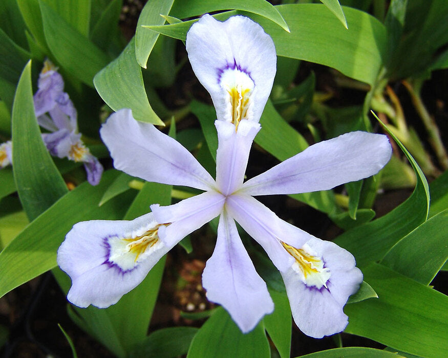 Iris cristata 'Powder Blue Giant'