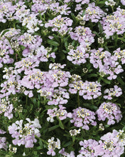 Load image into Gallery viewer, Iberis 'First Flush Lavender'
