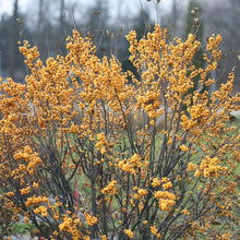 Load image into Gallery viewer, Ilex &#39;Berry Heavy Gold&#39;
