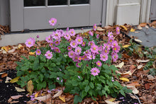 Load image into Gallery viewer, Anemone &#39;Pamina&#39;
