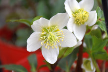 Load image into Gallery viewer, Helleborus Gold Collection® &#39;Jacob&#39;
