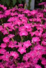 Load image into Gallery viewer, Dianthus 'Kahori Pink®'
