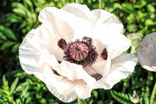 Load image into Gallery viewer, Poppy (Papaver) &#39;Royal Wedding&#39;
