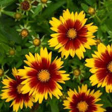 Load image into Gallery viewer, Coreopsis &#39;UpTick™ Gold &amp; Bronze&#39;
