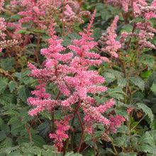 Load image into Gallery viewer, Astilbe 'Key Largo'
