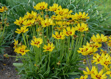 Load image into Gallery viewer, Coreopsis &#39;SunKiss&#39;
