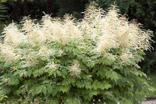 Load image into Gallery viewer, Aruncus dioicus
