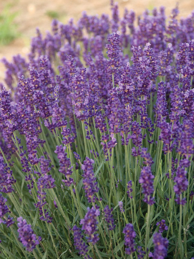Lavender 'Hidcote'