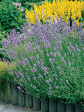 Load image into Gallery viewer, Lavender &#39;Munstead&#39;
