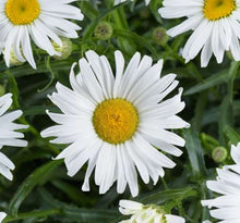 Load image into Gallery viewer, Leucanthemum &#39;Lucille Grace&#39;
