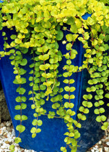 Load image into Gallery viewer, Creeping Jenny
