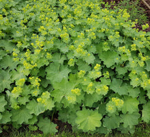 Load image into Gallery viewer, Alchemilla mollis (Lady&#39;s Mantle)
