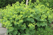 Load image into Gallery viewer, Alchemilla &#39;Auslese&#39;
