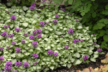 Load image into Gallery viewer, Lamium &#39;Purple Dragon&#39;
