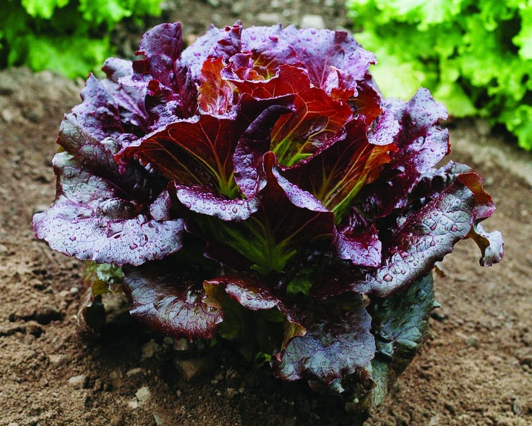 Lettuce 'Cherokee' - 6 pack
