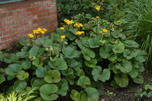 Load image into Gallery viewer, Ligularia &#39;Othello&#39;
