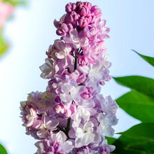 Load image into Gallery viewer, Lilac 'Sweetheart'
