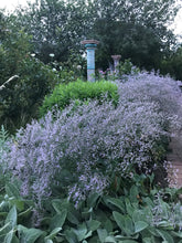 Load image into Gallery viewer, Limonium latifolium (Sea Lavender)
