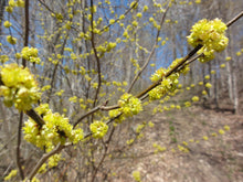 Load image into Gallery viewer, Spicebush
