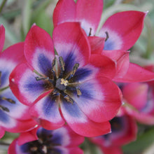 Load image into Gallery viewer, Tulip &#39;Little Beauty&#39; (Mini)
