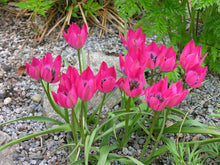 Load image into Gallery viewer, Tulip &#39;Little Beauty&#39; (Mini)
