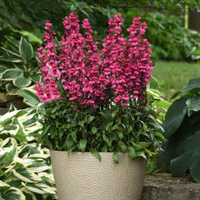 Load image into Gallery viewer, Lobelia &#39;Starship Deep Rose&#39;
