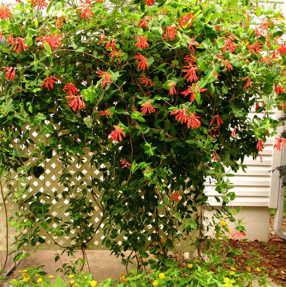 Lonicera sempervirens