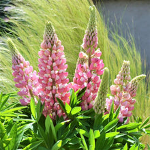 Load image into Gallery viewer, Lupine &#39;Gallery Pink&#39;
