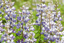 Load image into Gallery viewer, Wild Lupine

