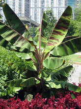 Load image into Gallery viewer, Banana &#39;Zebrina&#39;
