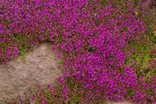 Load image into Gallery viewer, Thyme &#39;Magic Carpet&#39;
