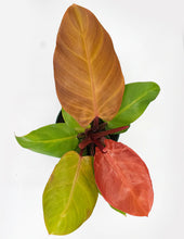Load image into Gallery viewer, Philodendron &#39;McColley&#39;s Finale&#39;
