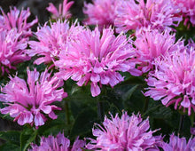 Load image into Gallery viewer, Monarda &#39;Pink Frosting&#39;
