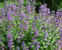 Load image into Gallery viewer, Nepeta &#39;Blue Wonder&#39;
