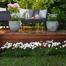 Load image into Gallery viewer, Armeria Dreameria® 'Dream Cloud'
